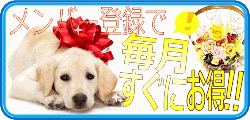 �v���[���g
